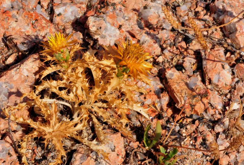 Carlina corymbosa
